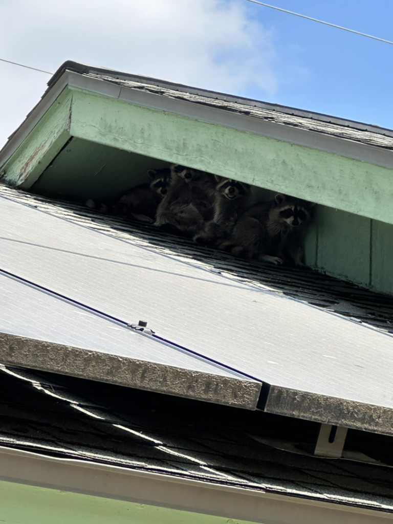 Raccoons nesting under the roof eaves of a home, indicating a wildlife control job by Home Solutions Pest Control in San Antonio, TX.