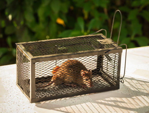 A rat successfully caught inside a wire cage trap, demonstrating pest control by Complete Exterminating INC in Vancouver, WA.