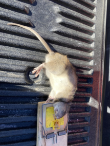 A rat caught in a trap, demonstrating effective pest control by Garcia Pest Management in Denver, CO.
