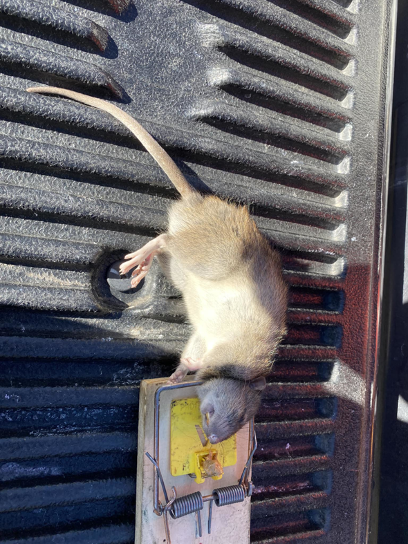 A rat caught in a trap, demonstrating effective pest control by Garcia Pest Management in Denver, CO.