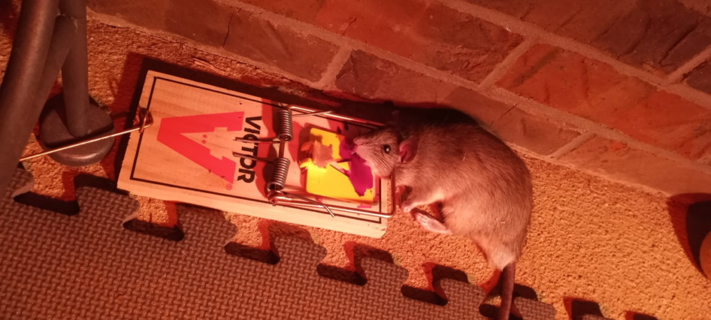 A dead rat caught in a snap trap, demonstrating effective rodent control by Sandlin's Pest Control in Decatur, AL.