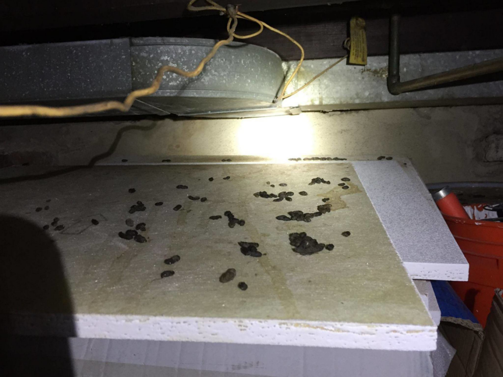 Rat droppings found in a dark area during an inspection by Trenton Rat Control, identifying infestation signs in Trenton, NJ.