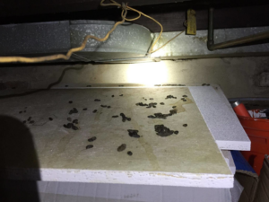 Rat droppings found in a dark area during an inspection by Trenton Rat Control, identifying infestation signs in Trenton, NJ.