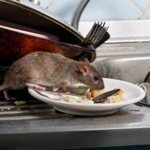 A rat eating from a dirty plate in a kitchen sink, a common rodent issue handled by Fearless Exterminator in Miami, FL