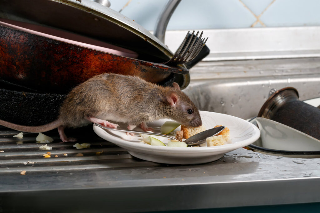 A rat eating food scraps on a plate in a dirty kitchen sink, a common pest issue handled by SWAT It Pest Control in Tempe, AZ.