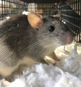 A rat captured in a cage trap, demonstrating rodent control services by Johns Creek Bat Removal & Bat Control in Johns Creek, GA.