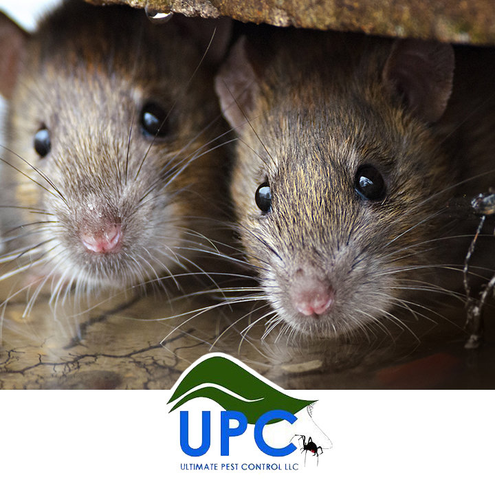 Two rats or mice peeking from a dark crevice, showing wildlife control services by Ultimate Pest Control LLC in Eugene, OR.