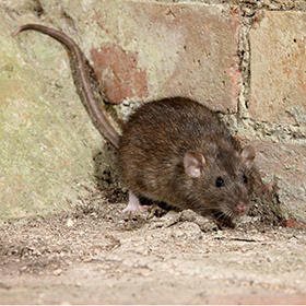 A rat near a brick wall, representing rodent control services by Truly Nolen Pest & Termite Control in Lehigh Acres, FL.