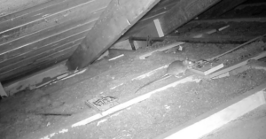 A rat captured by night vision camera near snap traps in an attic, part of pest control efforts by Trenton Rat Control in Trenton, NJ.