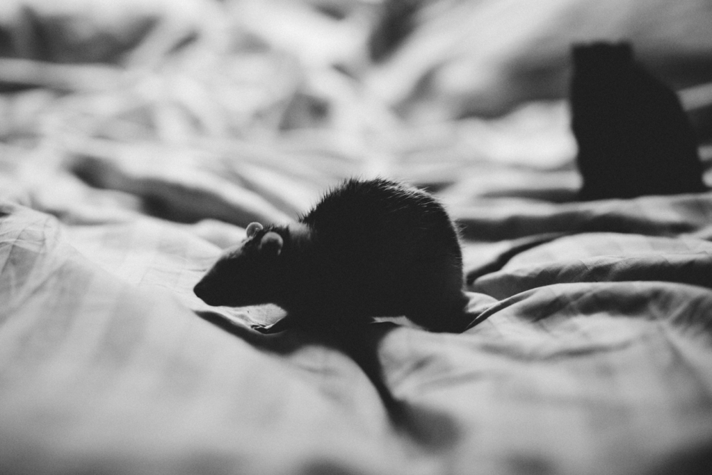 A black and white photo of a rat on a bed, clearly indicating a rodent problem requiring pest control services from Bomac Inc. in Birmingham, AL