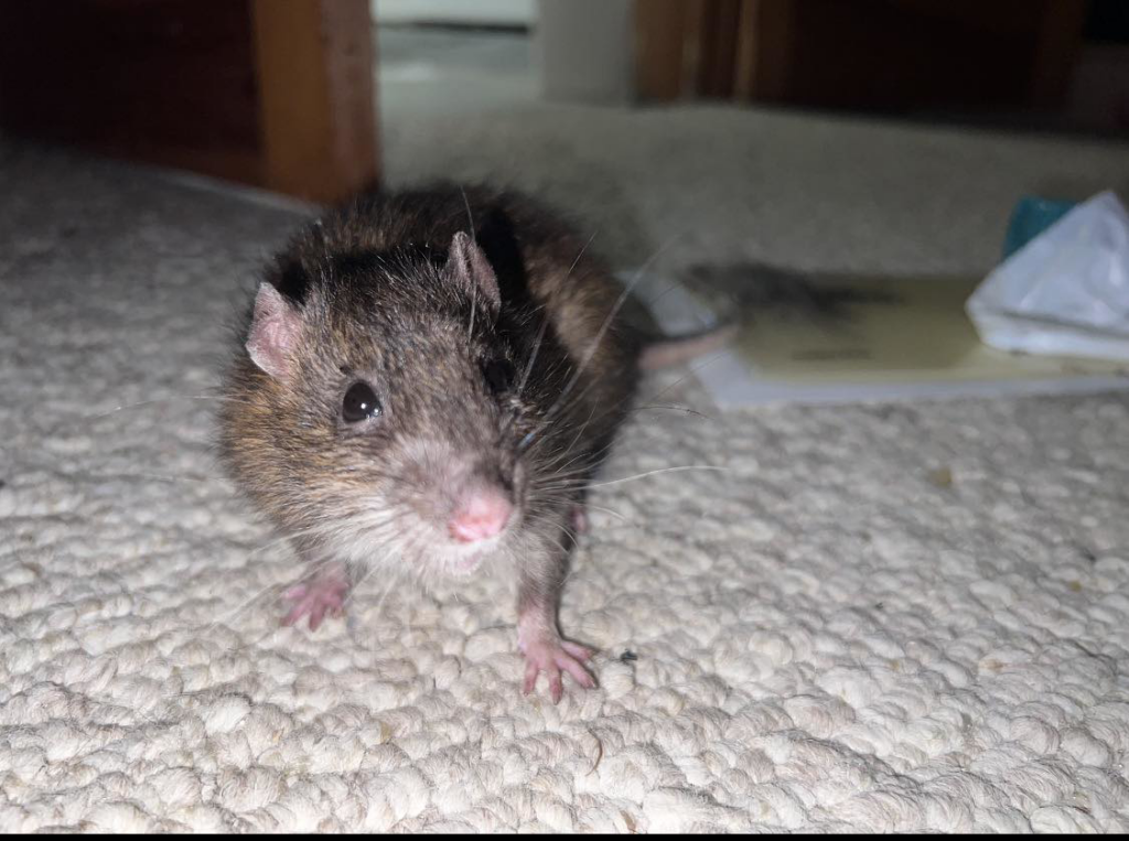 A brown rat on a carpet, indicating a rodent problem, for Rodent Control Cleveland in Cleveland, OH.