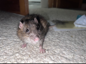 A brown rat on a carpet, indicating a rodent problem, for Rodent Control Cleveland in Cleveland, OH.
