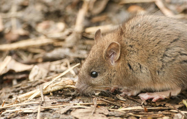 A brown rat on the ground, representing a common pest problem for Complete Exterminating INC in Vancouver, WA.