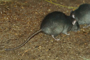 A rat on the ground, representing a common pest problem, handled by Pest Control Solutions in Mesa, AZ