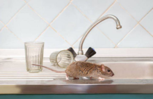 A brown rat on a kitchen sink, indicating a pest problem for Armor Pest Control in Jacksonville, FL.