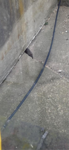 A rat peeking from under a concrete structure, indicating a need for pest control from Ya Bugging Pest Solutions in Quincy, MA.