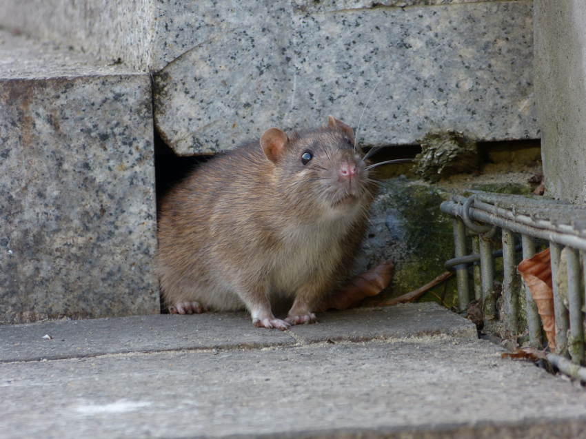 A rat peeking from a hole in a stone structure, indicating a pest problem for The Noble Way Pest Control in Sacramento, CA.