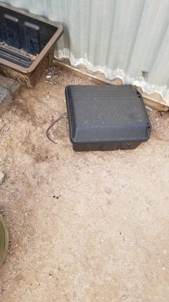 A rat's tail visible from a rodent bait station, indicating active pest control by House Doctor Exterminating in Glendale, AZ.