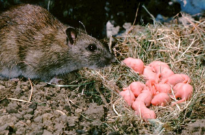 A rat with its litter of baby rats in a nest, showing a severe rodent infestation for Puget Sound Rodent Exclusion Specialist in Seattle, WA.