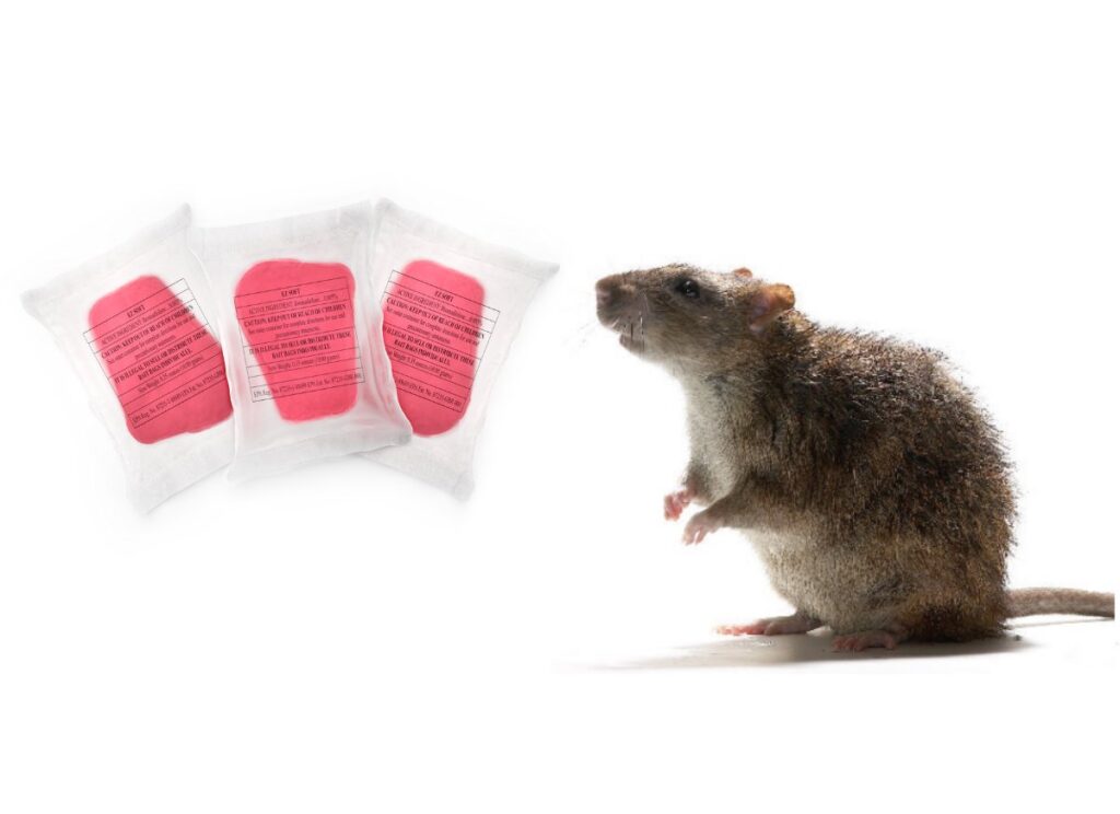 A rat standing next to packages of rodent bait, illustrating pest control services by VM Products in Arlington, TX