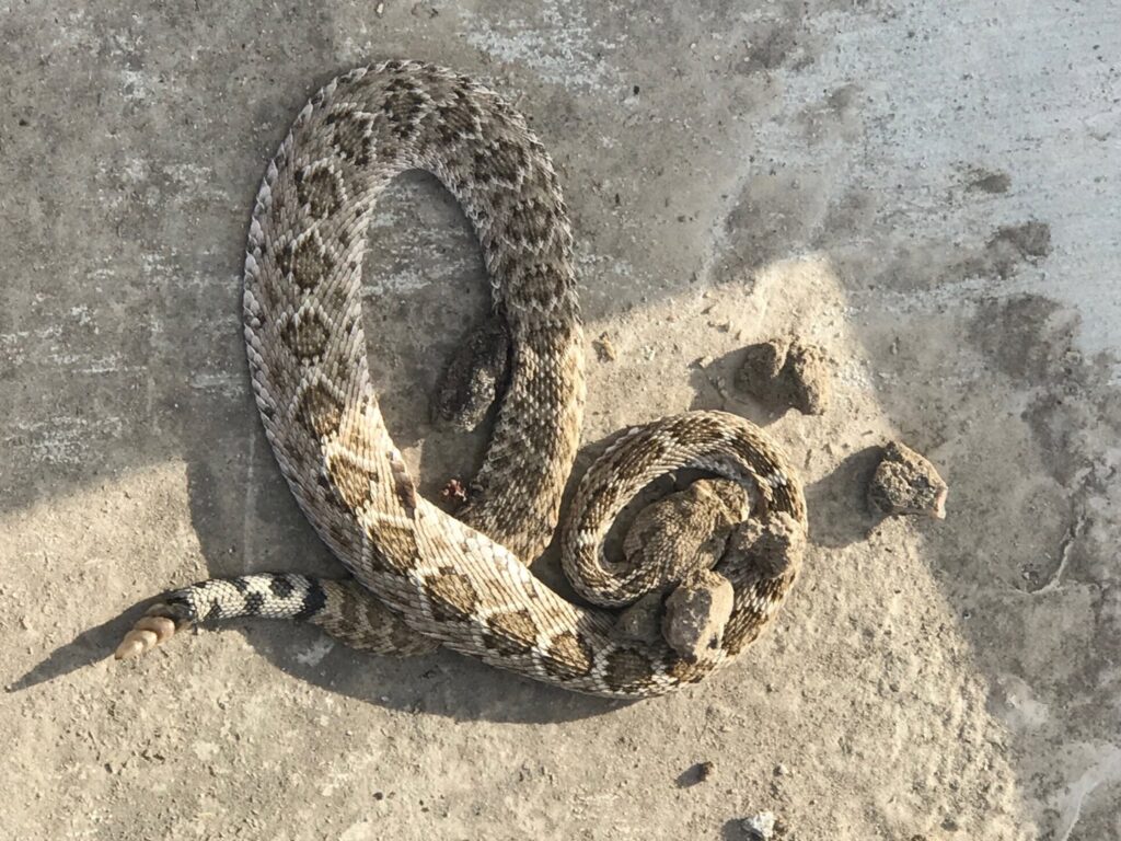 A rattlesnake coiled on a concrete surface, representing wildlife removal services offered by Pro-Tech Services in Corpus Christi, TX.
