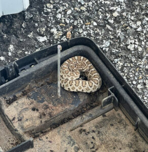 A coiled rattlesnake found inside a utility box, requiring safe wildlife removal services from Sequoia Pest Solutions in Bakersfield, CA.
