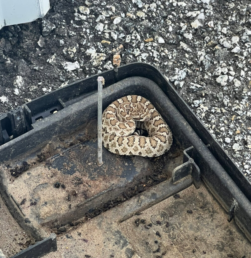 A coiled rattlesnake found inside a utility box, requiring safe wildlife removal services from Sequoia Pest Solutions in Bakersfield, CA.