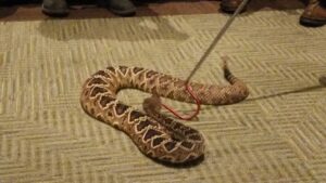 A rattlesnake being safely removed with a snake hook by Allstate Animal Control in Elizabeth, NJ.