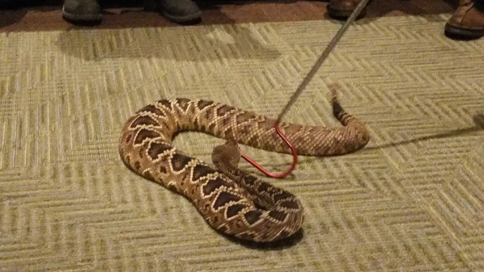 A rattlesnake being safely removed with a snake hook by Allstate Animal Control in Elizabeth, NJ.