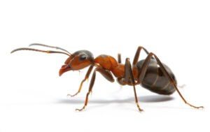 A close-up of a red and black ant, a common pest controlled by Valley Pest Control in Oshkosh, WI.