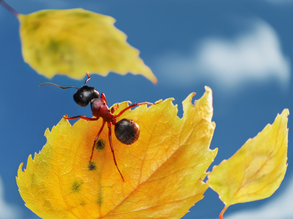 A red and black ant on a yellow leaf, representing pest control services by Omaha Pest Control, Inc. in Omaha, NE.