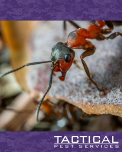A close-up of a red ant, a common pest managed by Tactical Pest Services in McKinney, TX.