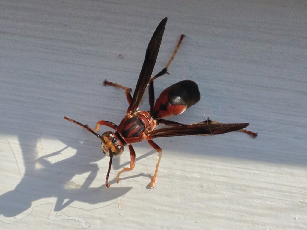A close-up of a red wasp on a white surface, indicating a pest control service provided by Quality Pest Control, Inc. in Pittsburg, KS