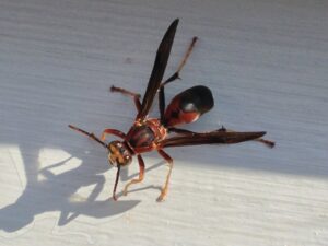 A close-up of a red wasp on a white surface, indicating a pest control service provided by Quality Pest Control, Inc. in Pittsburg, KS