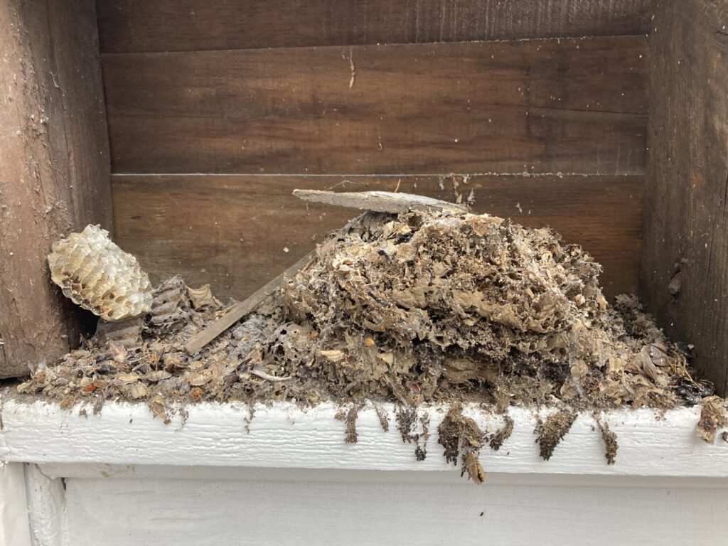 Remnants of a pest nest and debris found within a wooden structure, indicating a pest issue for Orkin Therm Insulation in Harrisburg, PA.