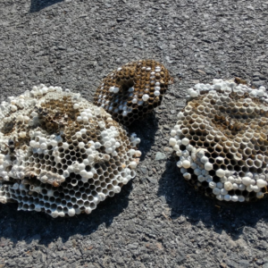 Several removed wasp or hornet nests lying on the ground after a pest control service by Allen Pest Control in Coeur d'Alene, ID