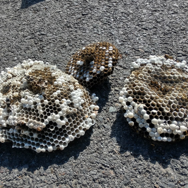 Several removed wasp or hornet nests lying on the ground after a pest control service by Allen Pest Control in Coeur d'Alene, ID
