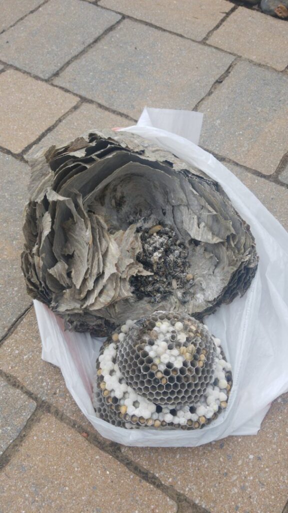 Two large wasp or hornet nests, recently removed and placed in a plastic bag, showcasing a successful pest control job by Runnin'Bugz Lawn Care and Pest Solutions in Syracuse, NY.