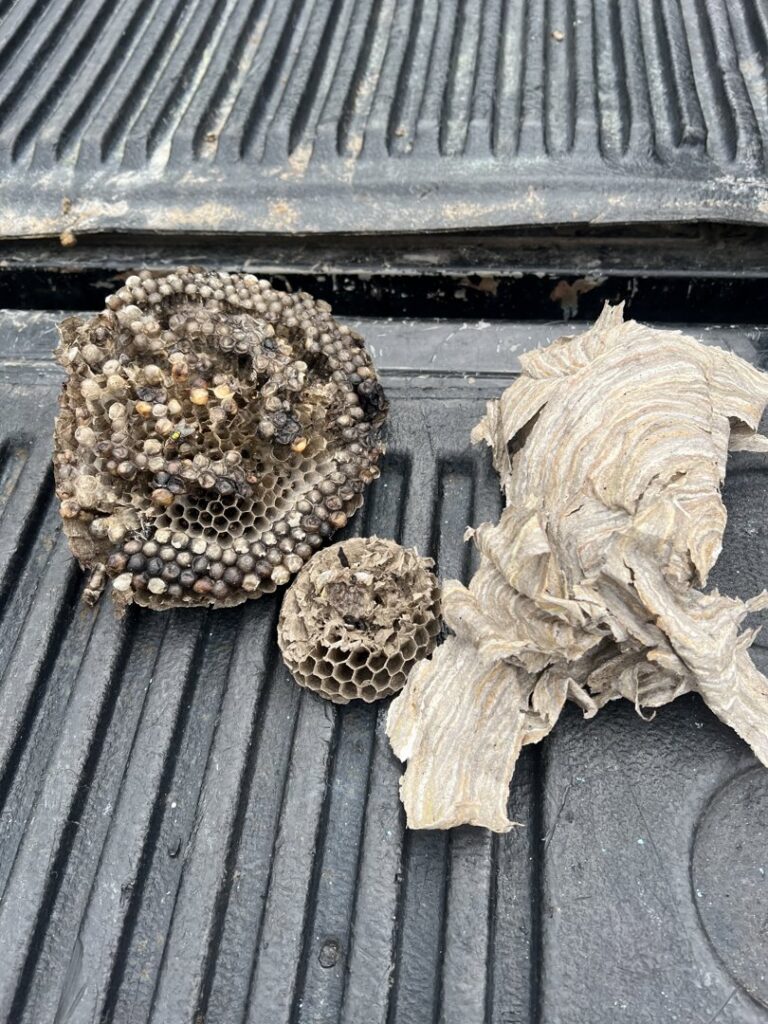 Several removed wasp and hornet nests resting in the bed of a truck after a successful pest control job by Bed Bug and Pest Removal LLC in Baltimore, MD.