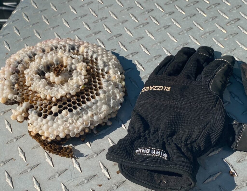 A removed wasp nest next to a work glove, showing a successful pest control job by Epcon Lane Pest Control in Akron, OH.