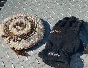 A removed wasp nest next to a work glove, showing a successful pest control job by Epcon Lane Pest Control in Akron, OH.