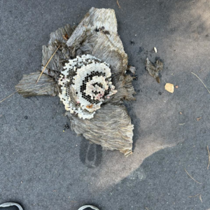 A removed wasp nest with honeycomb structure lying on asphalt, demonstrating a pest control service by Hug-A-Bug Pest Control & Termite in Virginia Beach, VA.