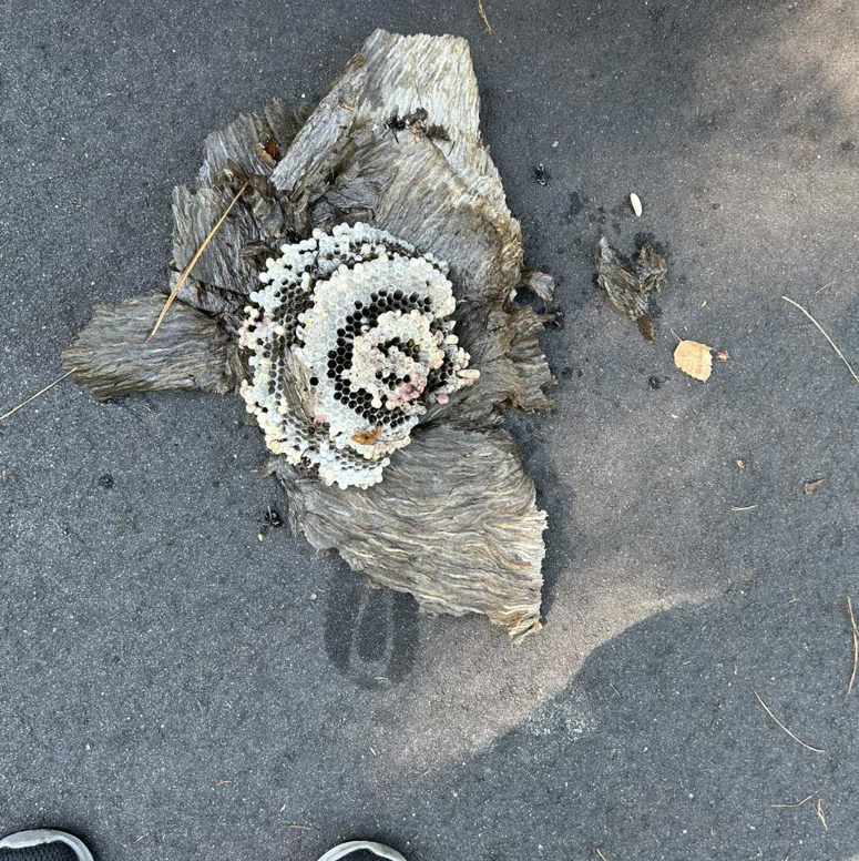 A removed wasp nest with honeycomb structure lying on asphalt, demonstrating a pest control service by Hug-A-Bug Pest Control & Termite in Virginia Beach, VA.