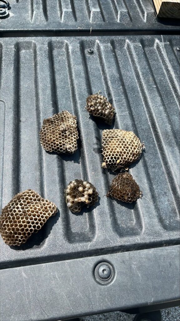 Various pieces of removed wasp nest cells, some containing larvae, displayed on a truck bed by Pro Barrier Pest Control LLC in Aurora, IL.