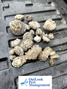 Fragments of removed wasp nests, showcasing successful pest removal by OutLook Pest Management in Canby, OR.