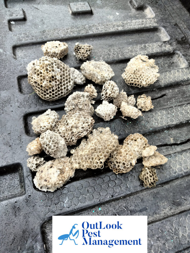 Fragments of removed wasp nests, showcasing successful pest removal by OutLook Pest Management in Canby, OR.