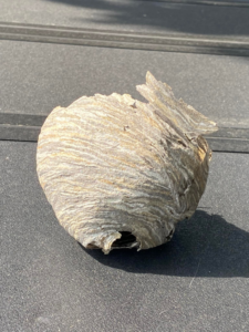 A removed wasp nest, showing successful pest control by Garcia Pest Management in Denver, CO.