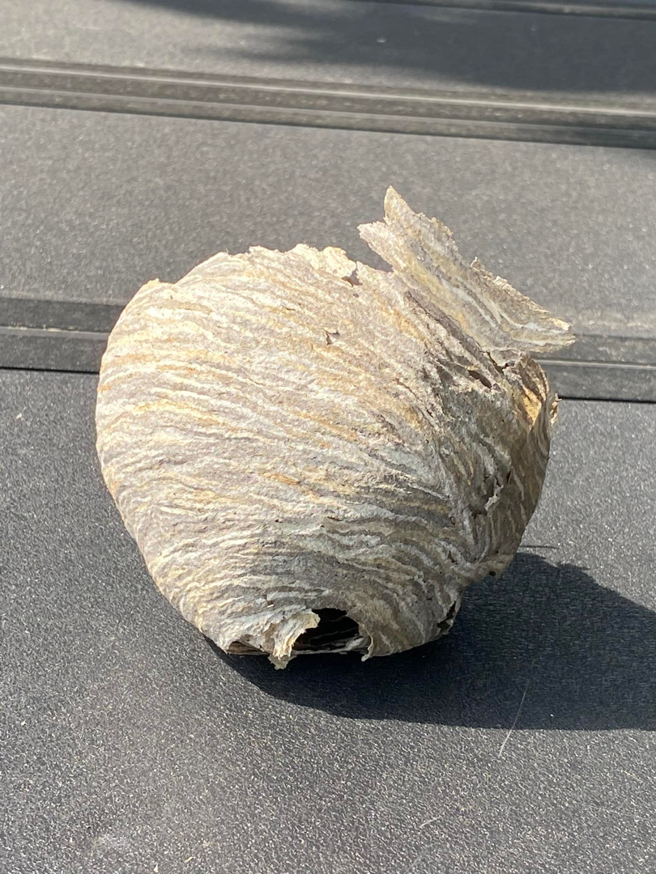 A removed wasp nest, showing successful pest control by Garcia Pest Management in Denver, CO.
