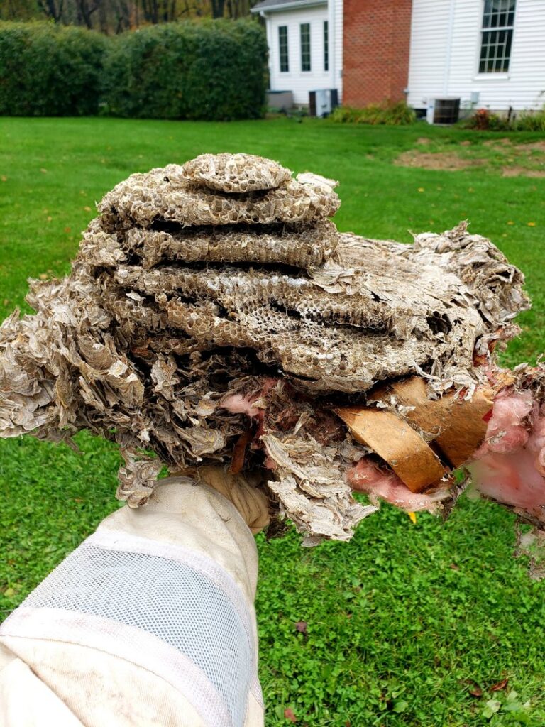 A large wasp nest removed by a technician, showcasing pest control services from Serene Property Services LLC in Albany, NY