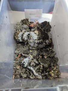 Removed wasp nest pieces, larvae, and dead wasps in a bin by Bye Bye Pest Solutions in Hanover, PA.